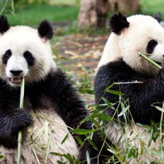 Panda Backpackers in het nieuws